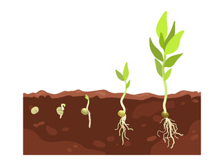 Germination seed, infographic hand drawn vector illustration of growing sprouts from grain, seed, stone to sprout and plant, roots and maturation are visible in soil, beginning flower growth stages