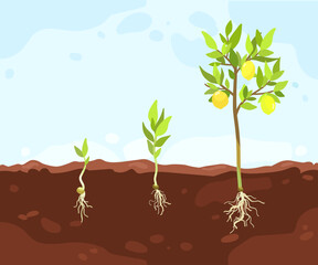 Process of growing citrus fruit tree from seed sprout to lemon bush with harvest, Plant growth stages in soil, hand drawn infographic illustration for packaging design, educational purposes, gardening