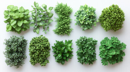 Naklejka premium collection of various shrubs and bushes isolated on white background 