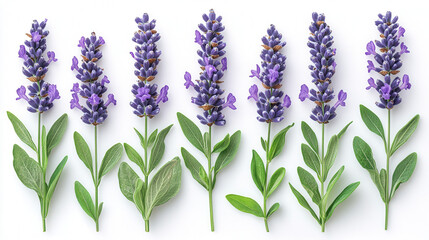 lavender flowers on solid color background, delicate purple lavender bloom isolated 
