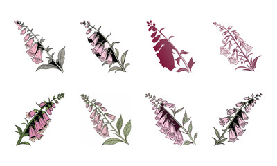 A collection of beautiful digitalis flowers in eight different styles and color variations