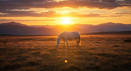 Majestic White Horse Grazing in a Golden Sunset Meadow Landscape