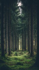 Obraz premium Mysterious dark forest. Dark path through the mysterious dark forest.