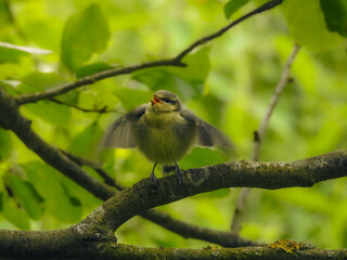Baby Blue Tit Begging for Food
