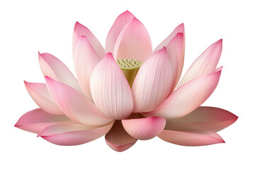 Pink lotus flower isolated with soft petals showcasing delicate hues and intricate details, perfect for decoration or nature-themed designs for various occasions