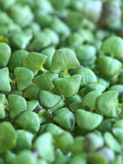 Fresh basil microgreens with vibrant green tiny leaves in a close-up view.