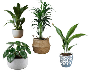 plant in pot