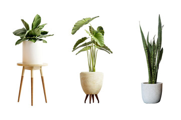 plant in a pot