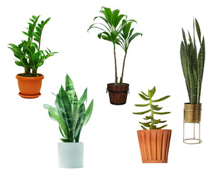 plant in pot