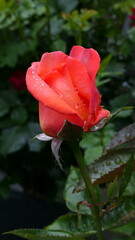 lachsrosa Rosenblüte mit Tautropfen