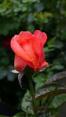 lachsrosa Rosenblüte mit Regentropfen