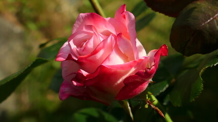Blüte der Nostalgie Rose, gefüllt blühend