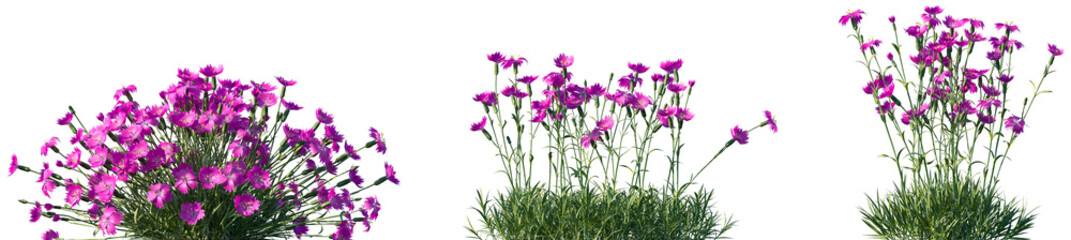 Set of Dianthus gratianopolitanus (commonly known as the Cheddar pink or clove pink) flowering frontal isolated png on a transparent background perfectly cutout