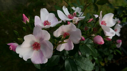 Blütenpracht zart rosa blühende einfache Rose