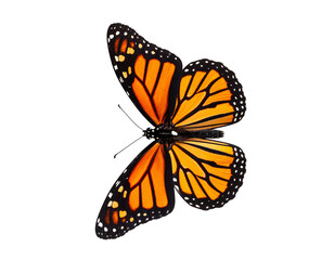 Fototapeta premium Monarch Butterfly Wings Spread Fully, isolated PNG on transparent background
