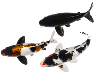 Utsurimono Koi Fish, isolated PNG from above. Deep black base koi with golden-yellow or white overlays, creating a mesmerizing visual contrast.