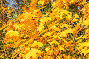 Beautiful golden yellow and green maple leaves wallpaper background. Autumn leaves, autumn background with orange maple leaves with free space for text, autumn leaves background