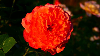 orange gefüllte Roseblüte