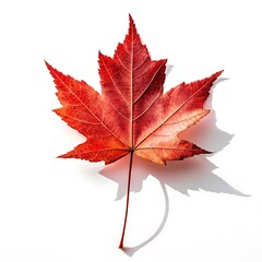 Single vibrant red maple leaf with detailed veins casting a shadow on a white background