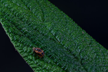 ladybug on leaf