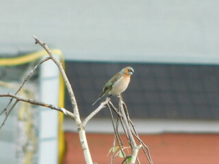great tit on a branch