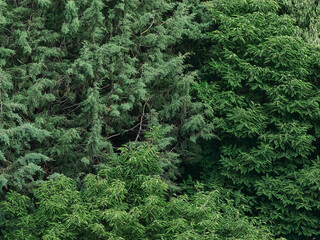 Green Forest Background 