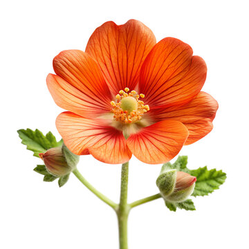 Globe Mallow Without Text  isolated on transparent background