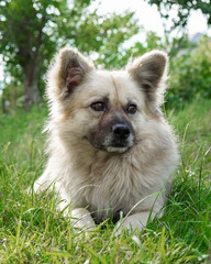 Brown dog lying on green grass. Looking to the side.