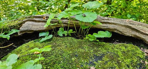 Growth and decay in a forest environment