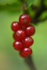 Red fruits, garden currants, healthy food.
