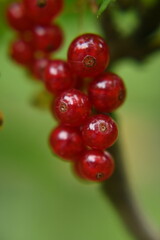Red fruits, garden currants, healthy food.
