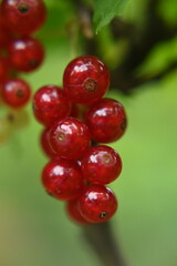 Red fruits, garden currants, healthy food.

