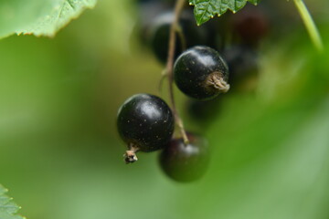 Black fruit, garden currants, healthy eating.
