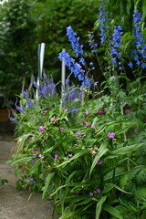 Colorful flowers in the garden, perennials.
