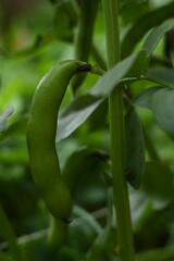 The pods of the broad bean, a legume plant.
