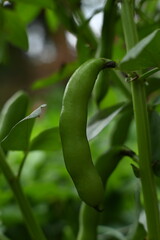 The pods of the broad bean, a legume plant.
