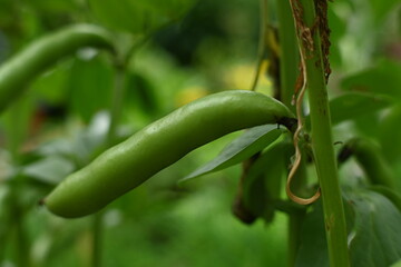 The pods of the broad bean, a legume plant.
