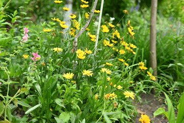 Colorful flowers in the garden, perennials.
