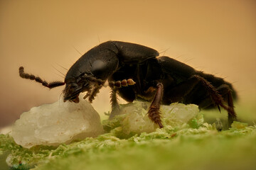 tijereta (dermápteros)  tijerillas o cortatijeras