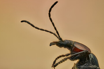 escarabajo de las flores  (Heliotaurus ruficollis)