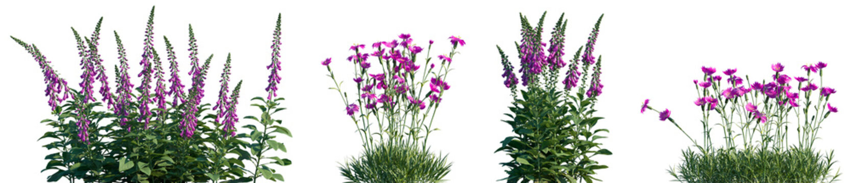 Set of Digitalis purpurea and Dianthus gratianopolitanus flowering frontal isolated png on a transparent background perfectly cutout