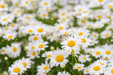 Fototapeta premium Cose up of blooming white daisies, chamomile with yellow centers growing in a lush meadow background. Oxeye daisy, Leucanthemum vulgare, Common daisy, Dog daisy. Gardening, plant breeding