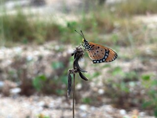 Tawny Coster Butterfly Resting on Dry Plant Stem