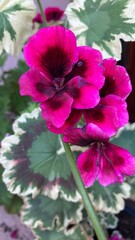pink flower in the garden