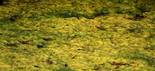 Green Moss on the Water