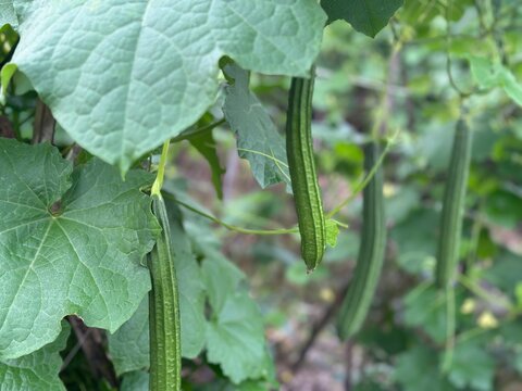 Green Luffa Gourds Hanging on Vine in Garden