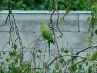green parrot on the branch