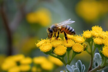 A bee with striped abdomen on cluster of small round yellow flowers greyish foliage blurred background