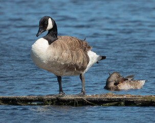 Canadian Goose