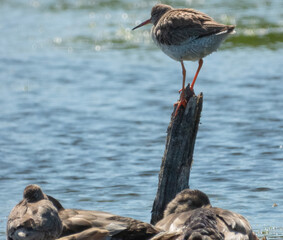 Redshank